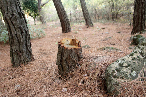 Westphalia, MD Tree Care Company